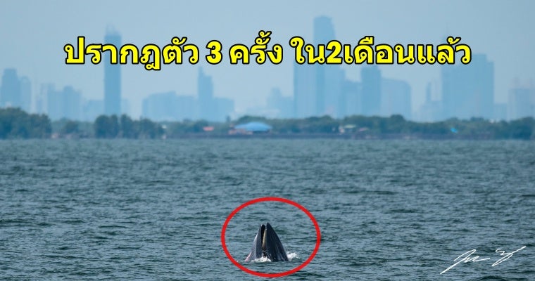 มหัศจรรย์ 'วาฬบรูด้า' โผล่ปรากฎตัวปากน้ำเจ้าพระยา ดร.ธรณ์ วอนทุกคนหยุดการทิ้งขยะพลาสติกลงแม่น้ำ - World Of Buzz 2