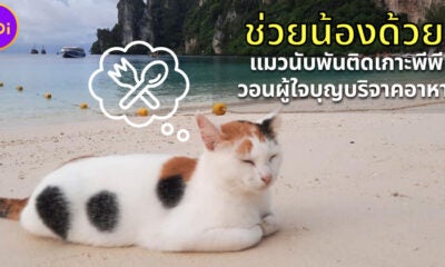 แมวติดเกาะพีพี