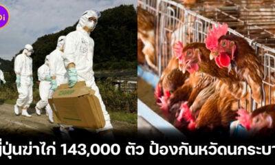 ญี่ปุ่นฆ่าไก่ 143,000 ตัว ป้องกันหวัดนกระบาด
