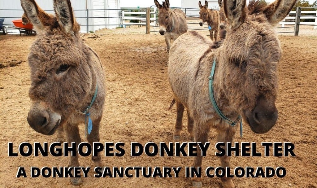 LongHopes Donkey Shelter