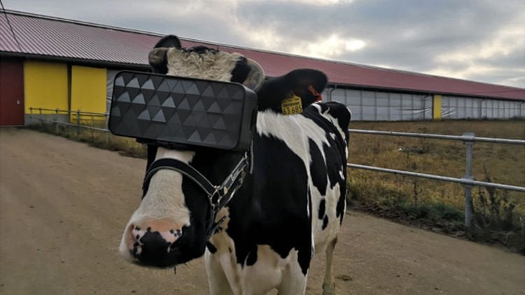 วัวสวมแว่นตา VR