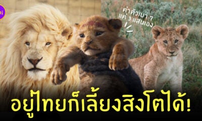 เลี้ยงสิงโตในไทย