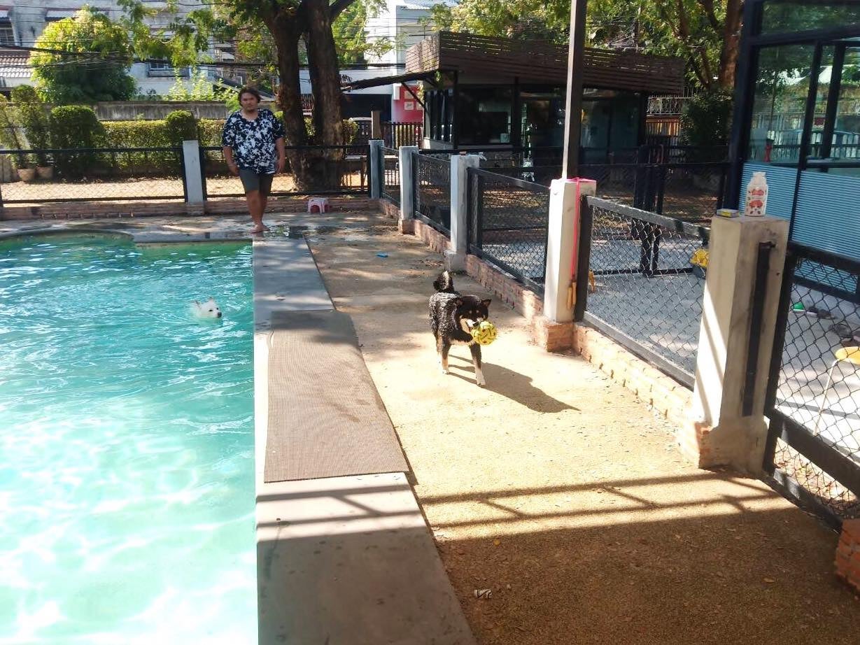 Summer Dog Pool