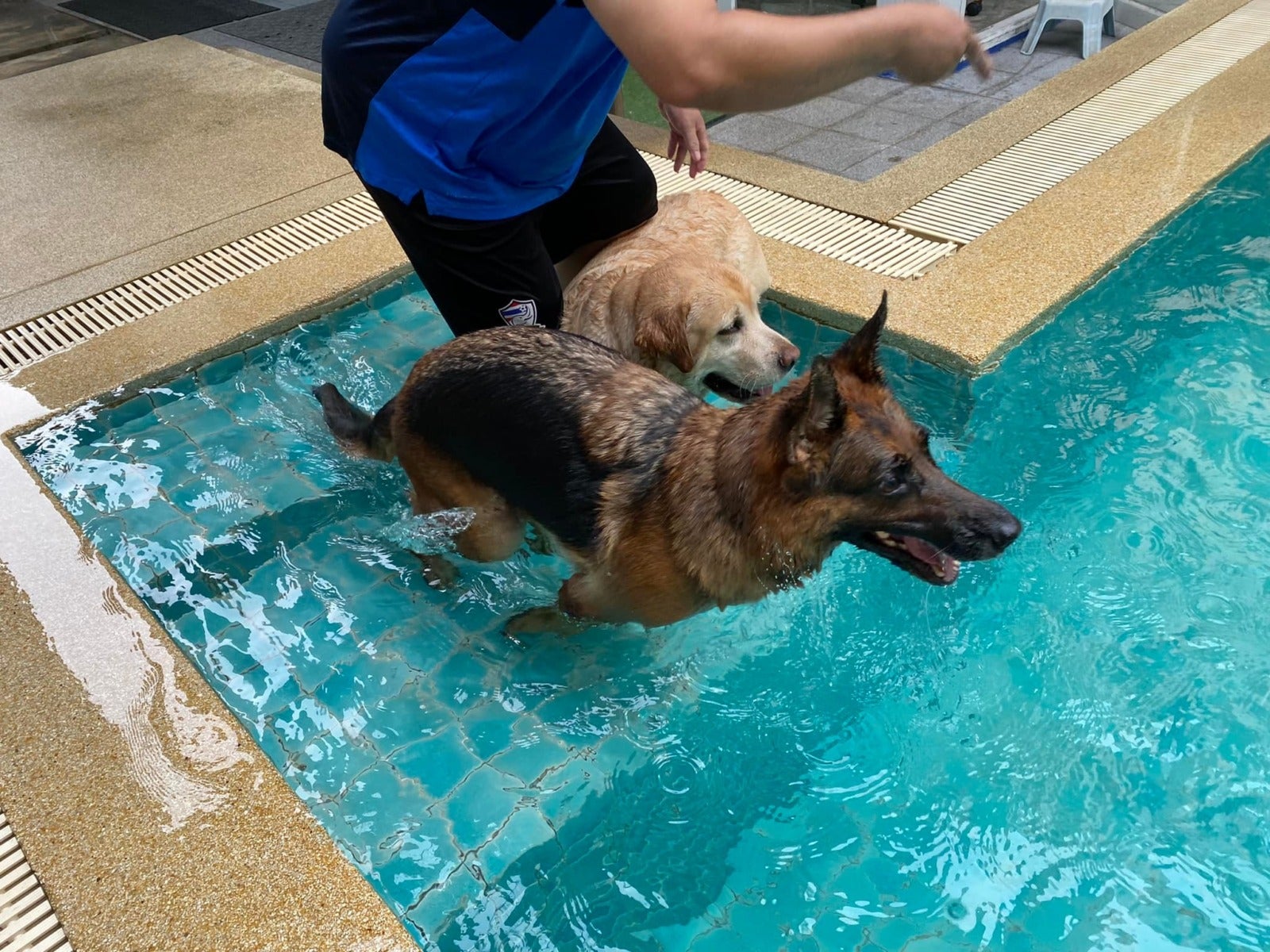 Itube Dog Swimming Pool