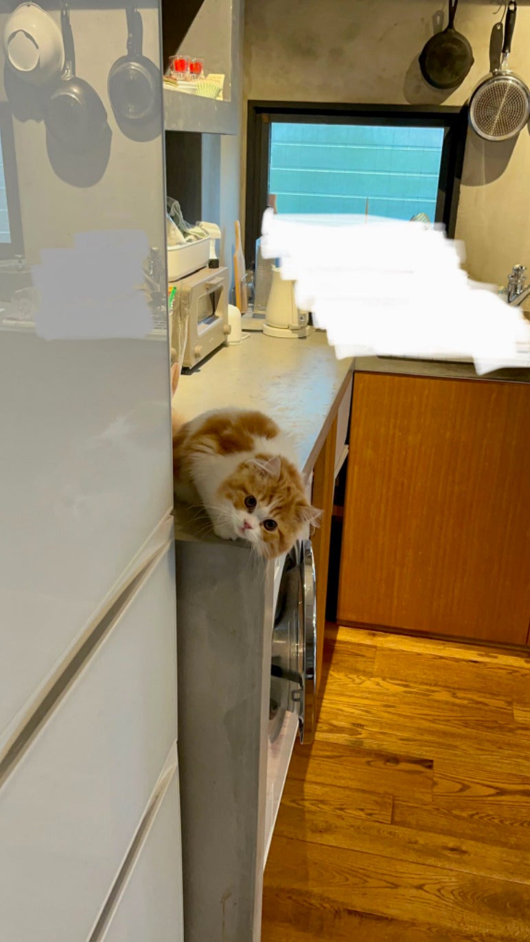 แมวญี่ปุ่นล้างจาน