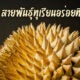 9 สายพันธุ์ทุเรียนอร่อยที่สุดในไทย ถูกปากคนไทยและต่างชาติตลอดกาล