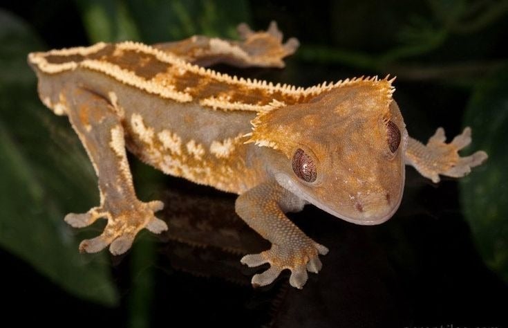 ตุ๊กแกตาหนาม (Crested gecko)