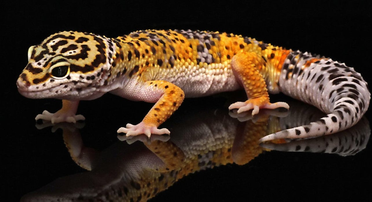 ตุ๊กแกลายเสือดาว (Leopard Gecko)