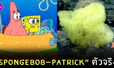 Spongebob และ Patrick Star ใต้ทะเล