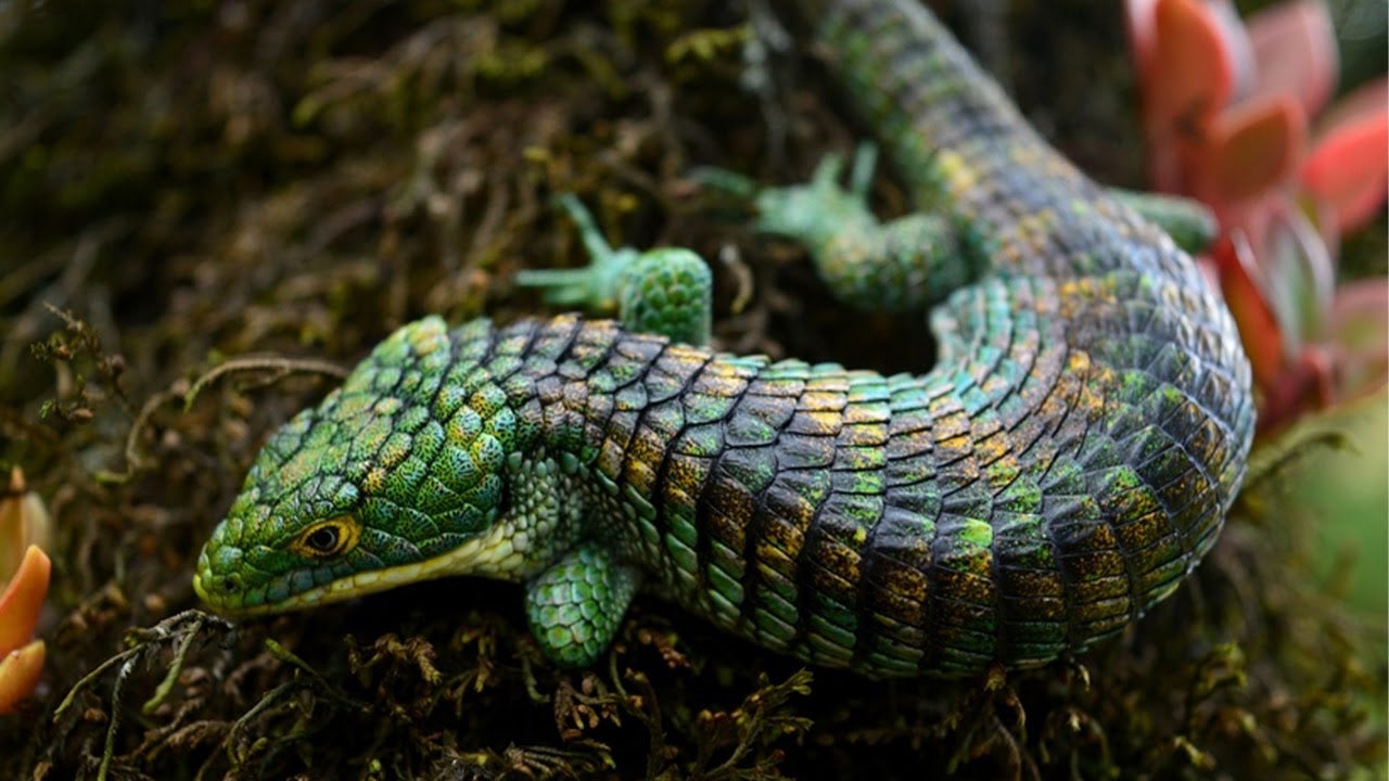 กิ้งก่าจระเข้เม็กซิกัน (Mexican Alligator Lizard)