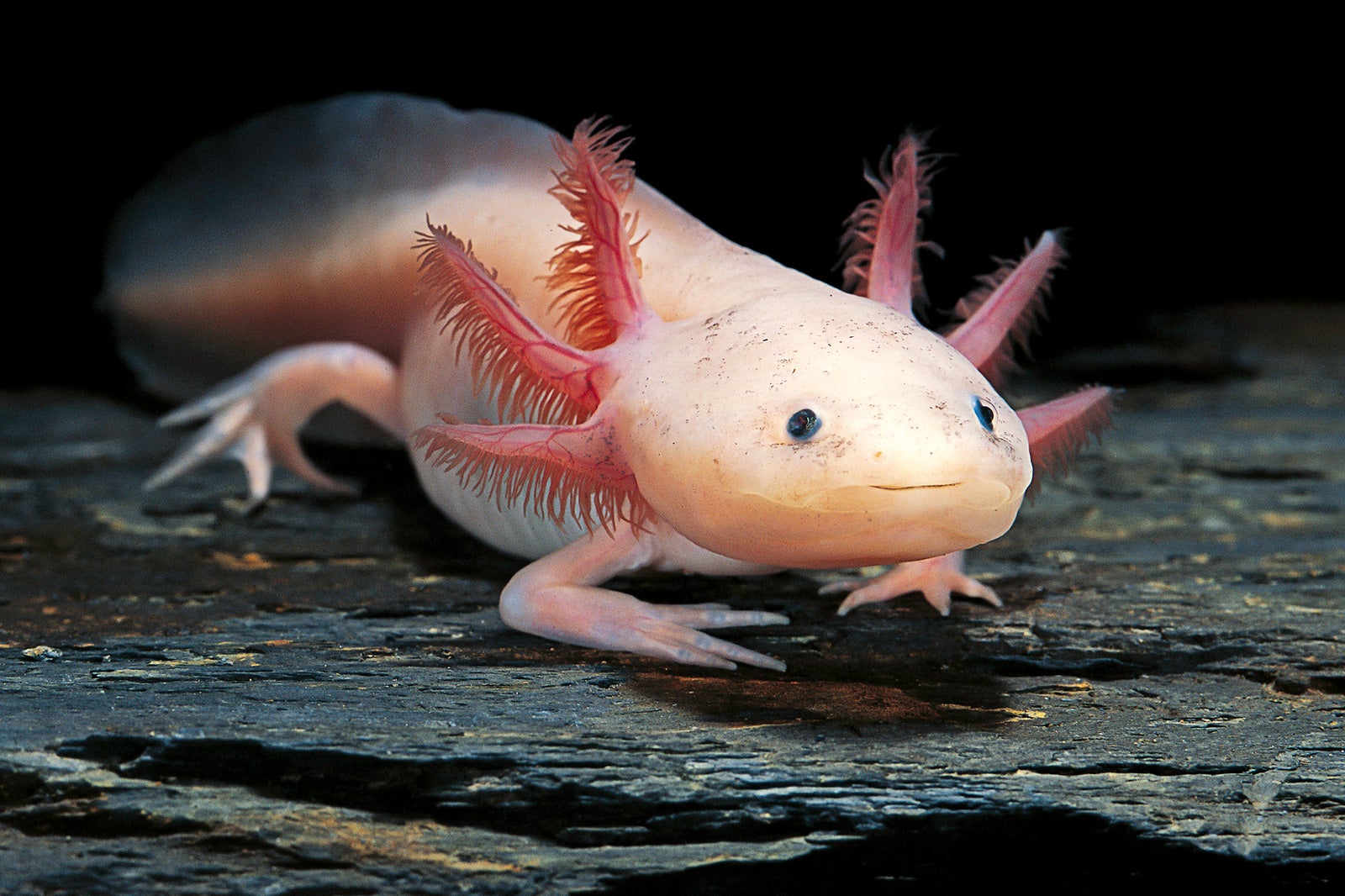 ปลาตีนเม็กซิโก (Axolotl)