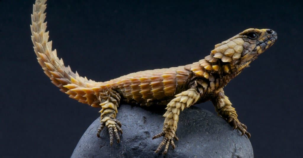 13. กิ้งก่าอาร์มาดิลโล่ (Armadillo Lizard)