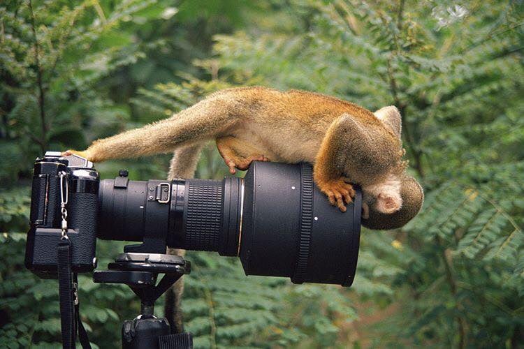 สัตว์ป่ากวนตากล้อง