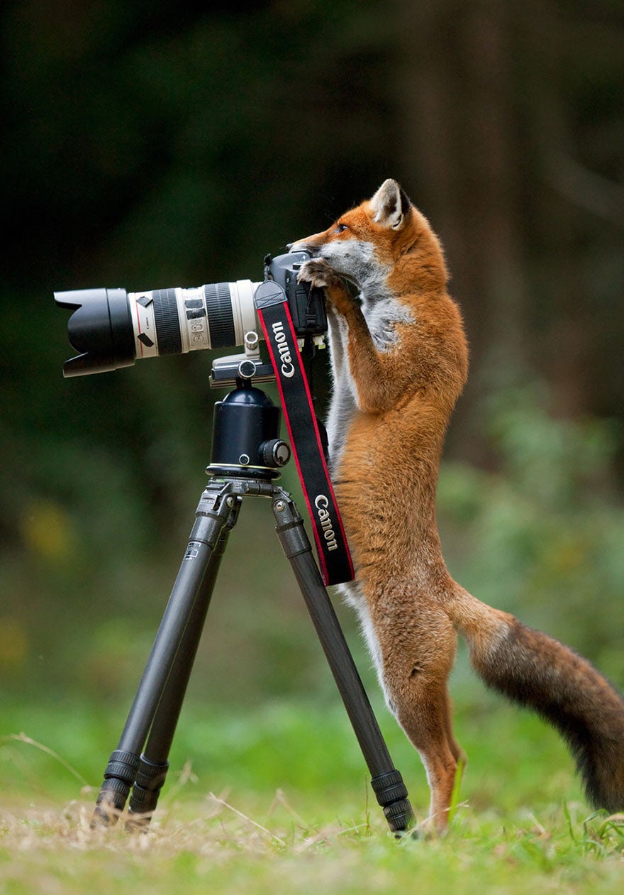 สัตว์ป่ากวนตากล้อง