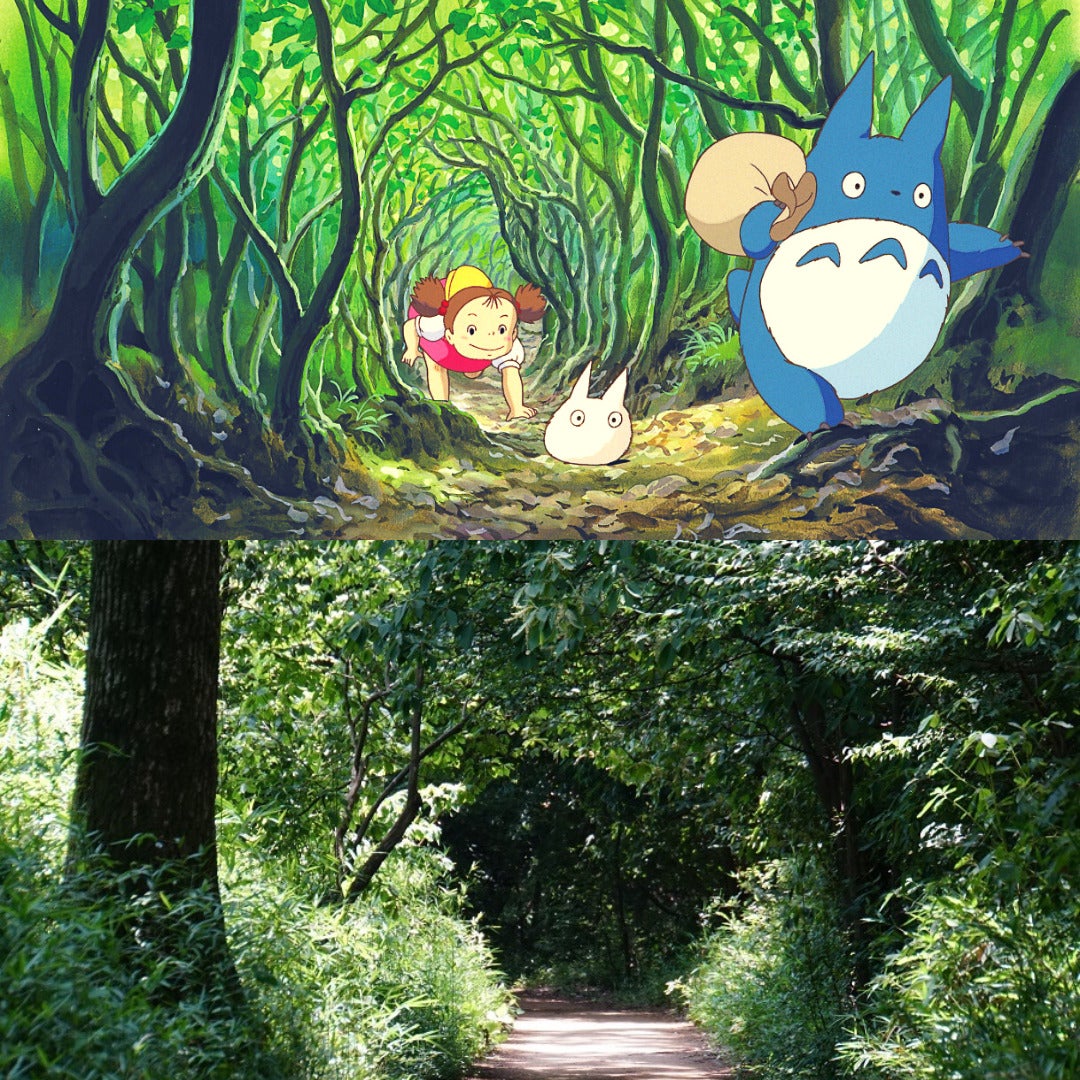 ป่าในซายามะฮิลส์ จากเรื่อง My Neighbor Totoro โทโทโร่ เพื่อนรัก
