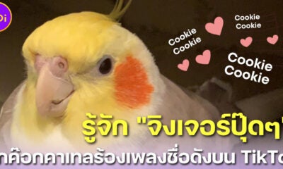 รู้จัก จิงเจอร์ปุ๊ดๆ นกค๊อกคาเทลร้องเพลง คุ้กกี้ (Cookie) บน Tiktok ที่โกอินเตอร์ดังทั่วโลก