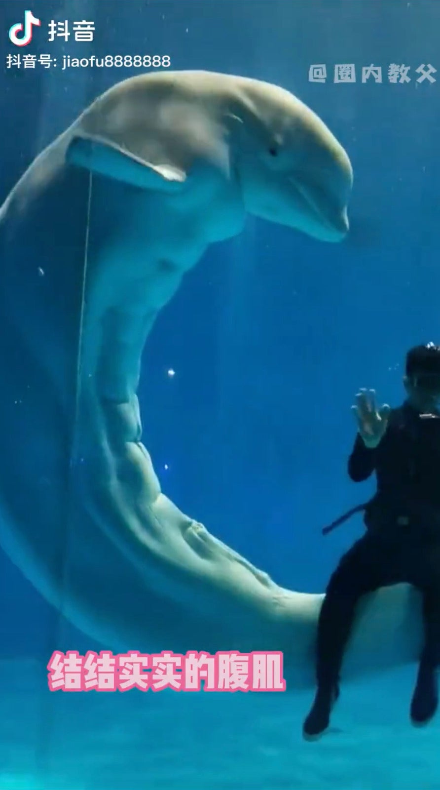 วาฬเบลูก้าโชว์หุ่นลีน กล้ามท้องแน่น