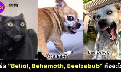 ไวรัล Tiktok Belial, Behemoth, Beelzebub คืออะไร ทำไมมีแต่ภาพสัตว์เลี้ยงเกรี้ยวกราดแทนปีศาจ