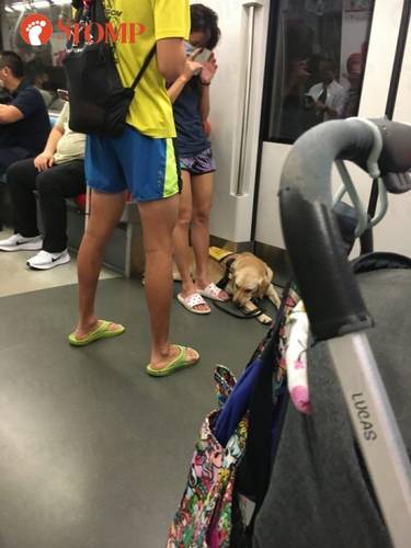 หมาลาบราดอร์รีทรีฟเวอร์ขึ้นรถไฟใต้ดิน