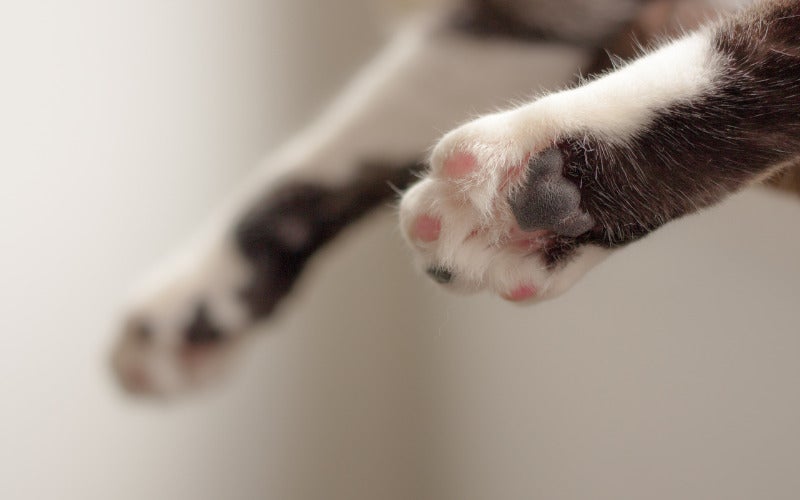 ขวดน้ำเท้าแมว