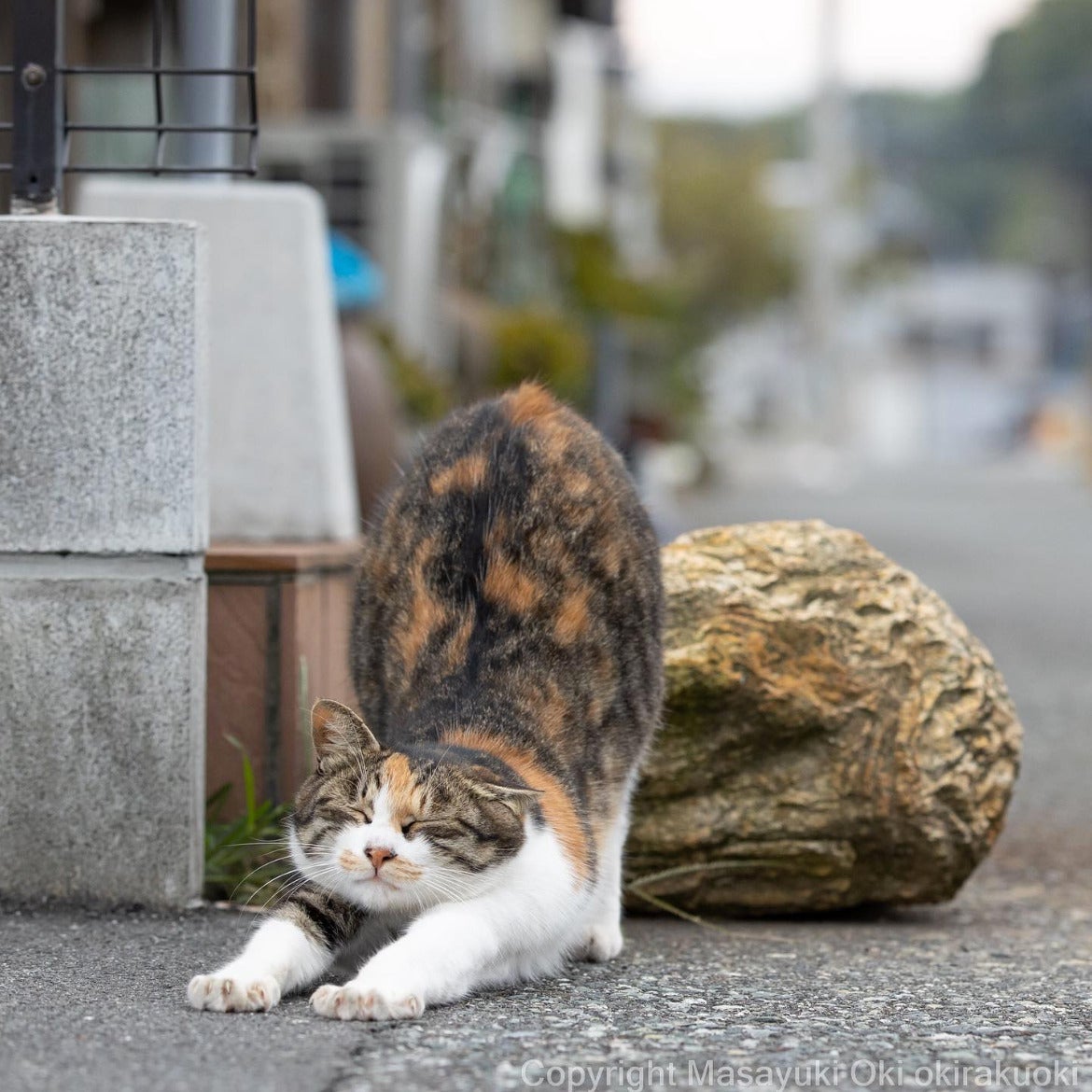 ภาพแมวจรจัด ผลงานจากช่างภาพชาวญี่ปุ่น Masayuki Oki