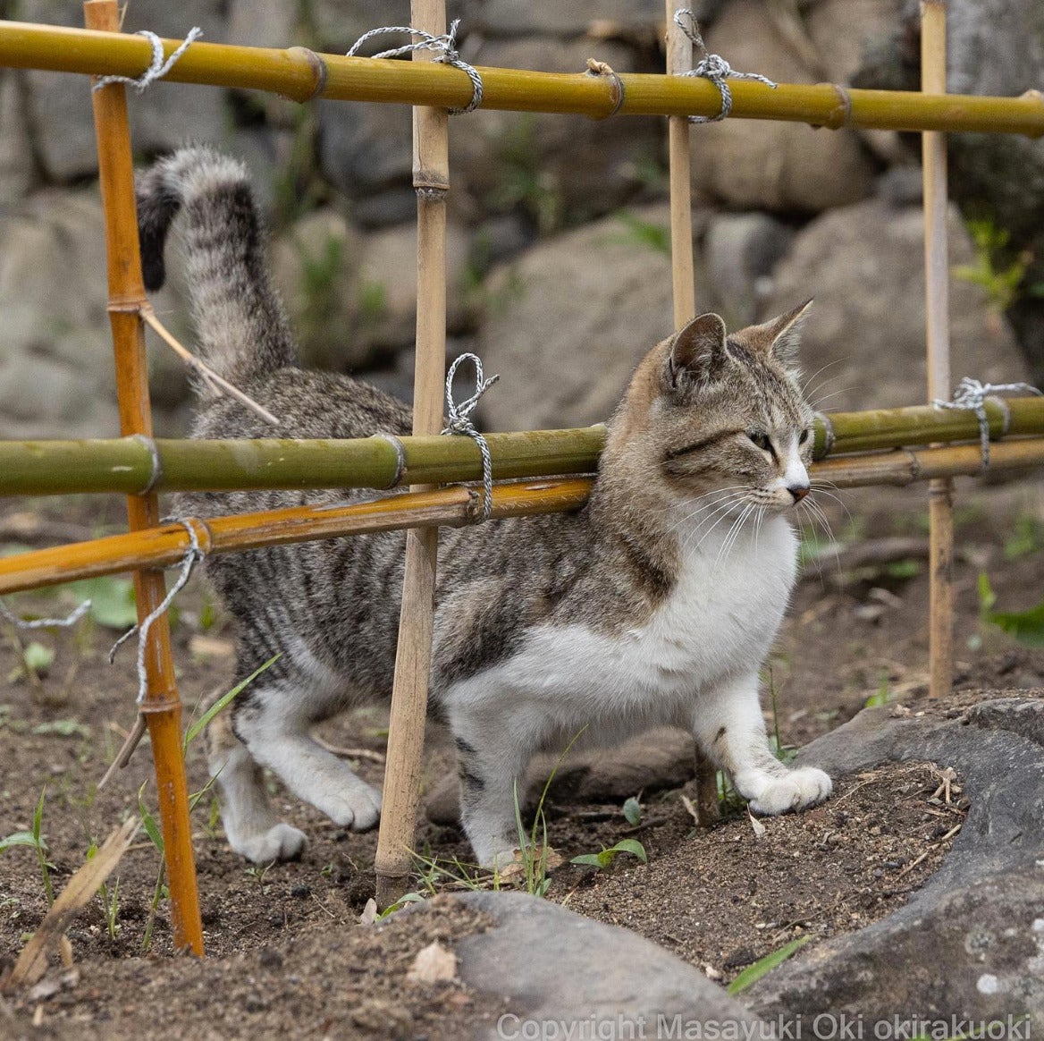 ภาพแมวจรจัด ผลงานจากช่างภาพชาวญี่ปุ่น Masayuki Oki