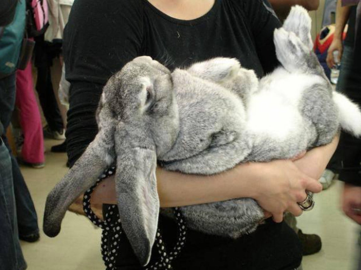 กระต่ายยักษ์เฟลมมิช กระต่ายตัวใหญ่ที่สุดในโลก