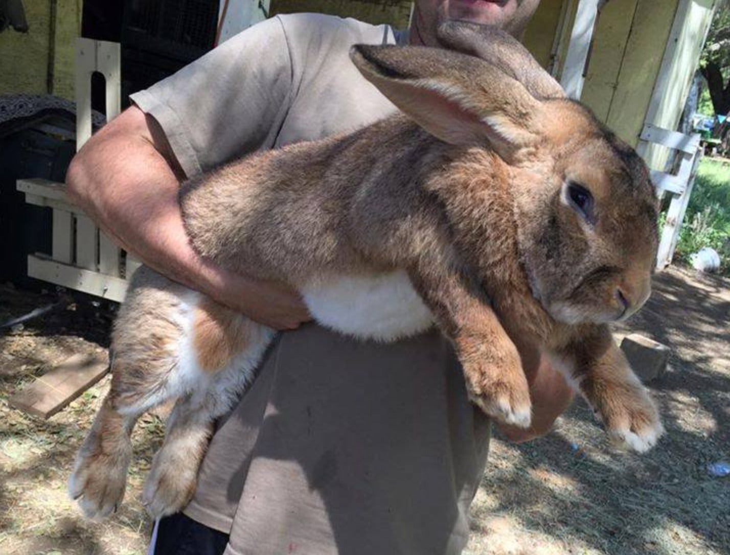 กระต่ายยักษ์เฟลมมิช กระต่ายตัวใหญ่ที่สุดในโลก