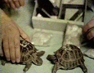 เต่าบก (Tortoises)