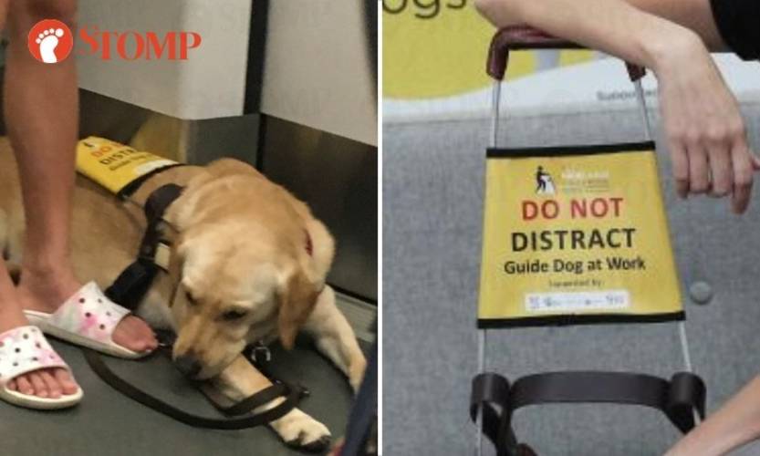 หมาลาบราดอร์รีทรีฟเวอร์ขึ้นรถไฟใต้ดิน