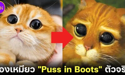 &Quot;ปิสโก (Pisco)&Quot; น้องแมวส้มบริติชชอร์ตแฮร์ชื่อดังบน Ig เจ้าของฉายา &Quot;Puss In Boots&Quot; ตัวจริง!