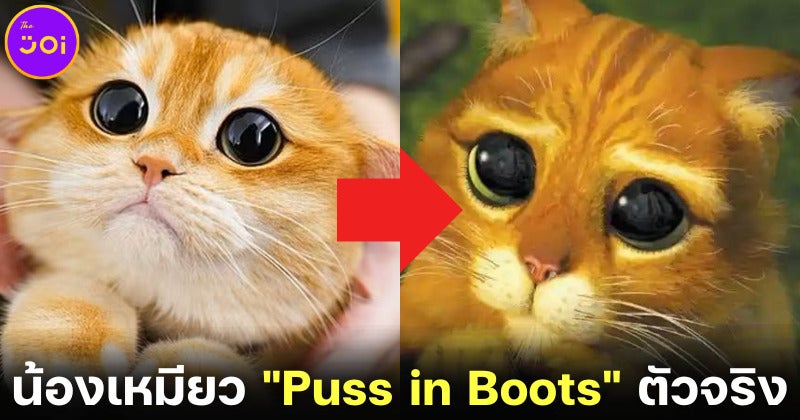 &Quot;ปิสโก (Pisco)&Quot; น้องแมวส้มบริติชชอร์ตแฮร์ชื่อดังบน Ig เจ้าของฉายา &Quot;Puss In Boots&Quot; ตัวจริง!