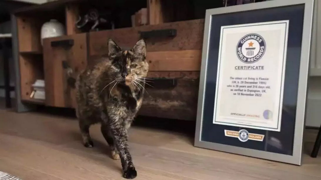 ฟลอสซี แมวอายุมากที่สุดในโลก