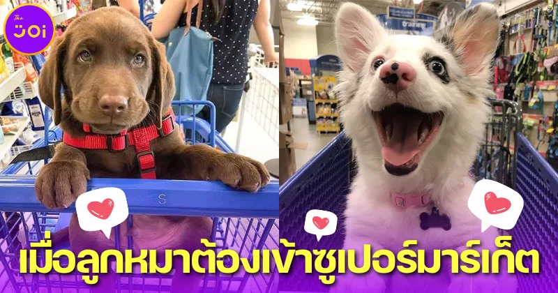เมื่อซูเปอร์มาร์เก็ตห้ามนำสุนัขเข้ามาในพื้นที่ บรรดาลูกหมาจึงต้องนั่งรถเข็นเป็มนุษย์