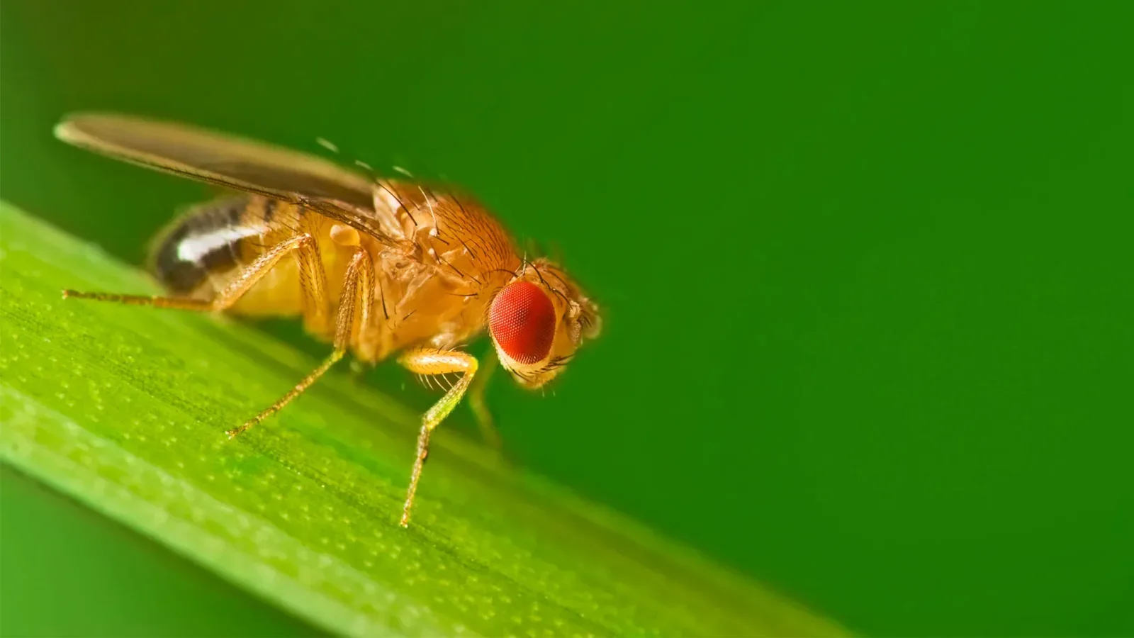 แมลงวันผลไม้ (Fruit flies)