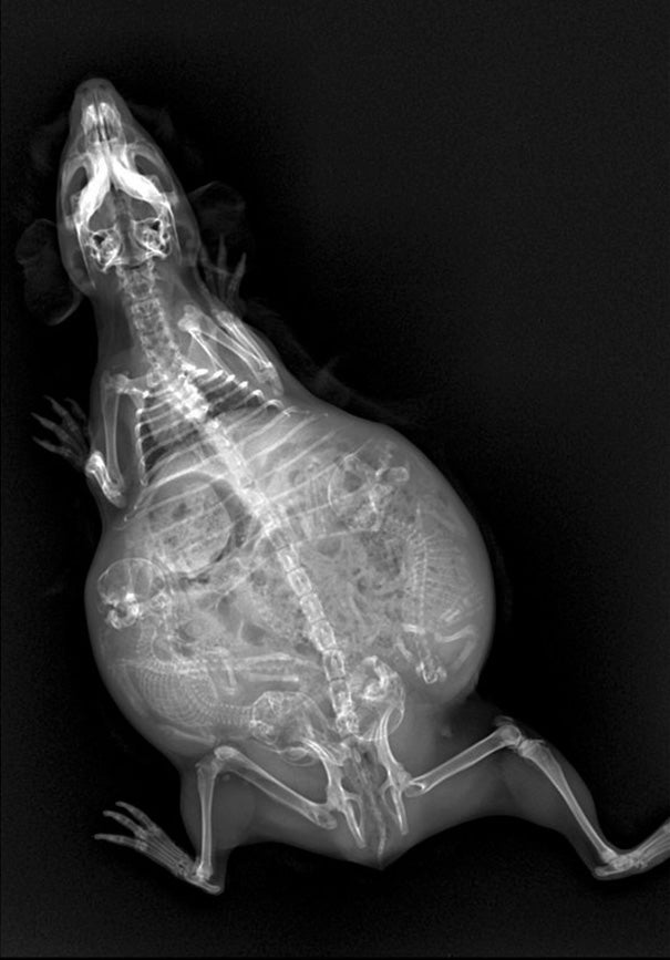 A Pregnant Guinea Pig หนูตะเภา