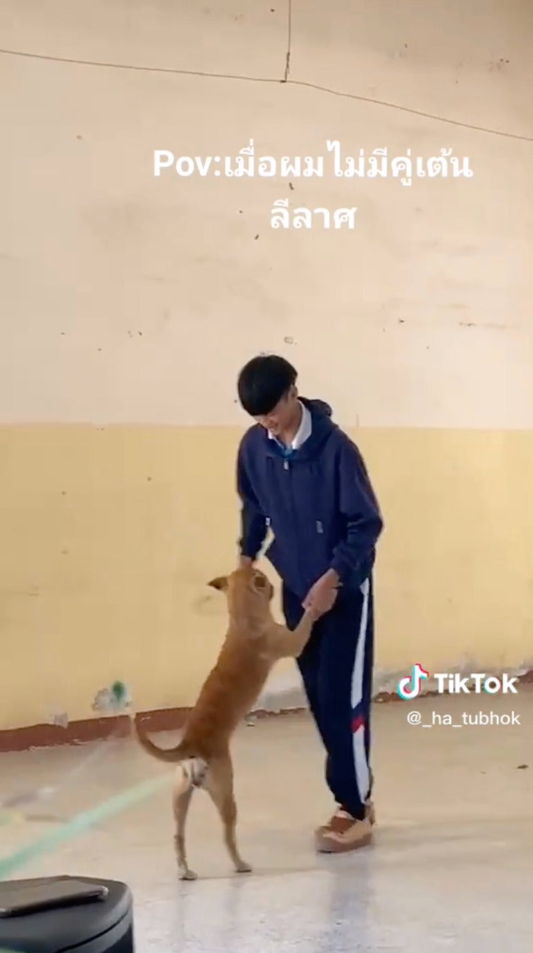 จับคู่กับหมาในโรงเรียนเต้นลีลาศ