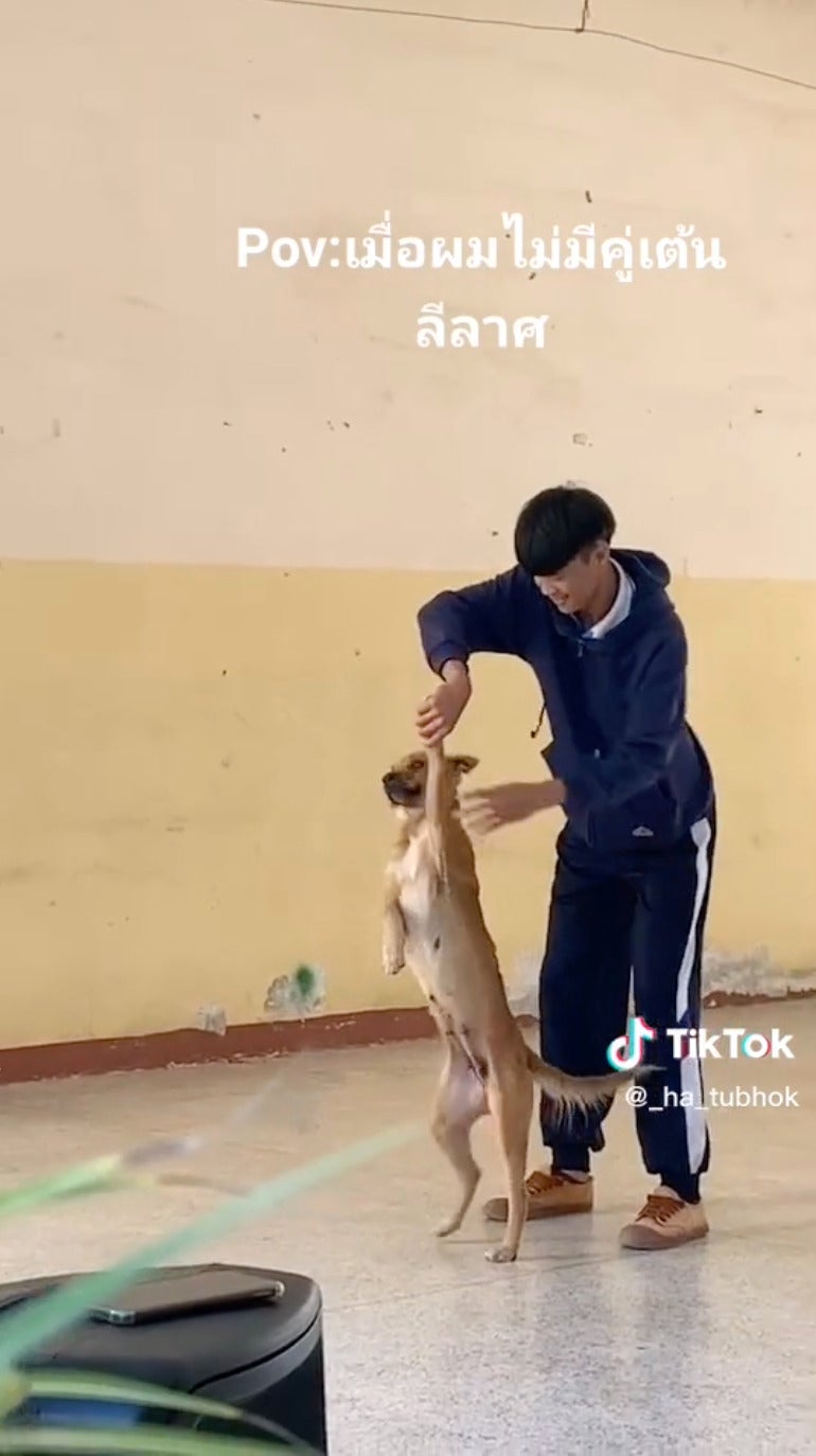 จับคู่กับหมาในโรงเรียนเต้นลีลาศ