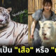 สาวญี่ปุ่นลงทุนบินมาเจอเสือขาวในไทย เพราะเห็นรูปแล้วชอบมาก แต่ตัวจริงกลับเหมือนแมวซะงั้น!