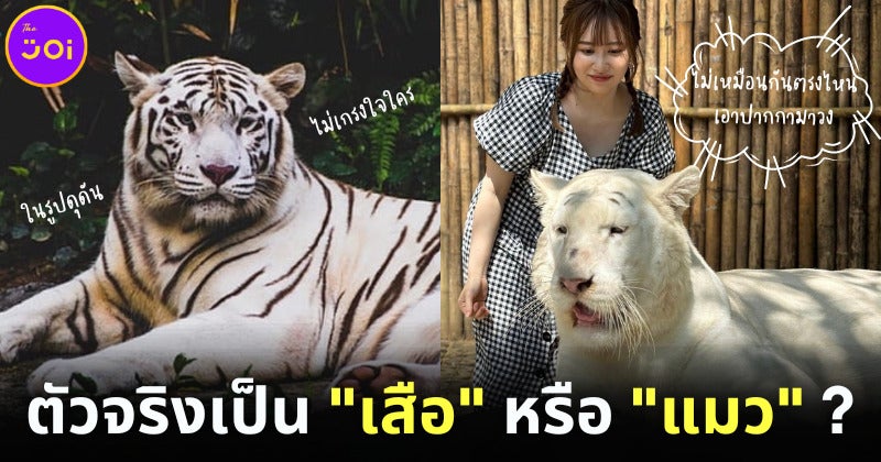 สาวญี่ปุ่นลงทุนบินมาเจอเสือขาวในไทย เพราะเห็นรูปแล้วชอบมาก แต่ตัวจริงกลับเหมือนแมวซะงั้น!