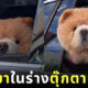 ตุ๊กตาหมีเท็ดดี้แบร์ Ted นั่งรถ เปิดหน้าต่าง หมา สุนัขเชาเชา