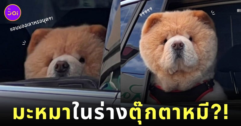 ตุ๊กตาหมีเท็ดดี้แบร์ Ted นั่งรถ เปิดหน้าต่าง หมา สุนัขเชาเชา