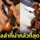 ชาวเน็ตแห่แชร์ภาพก็อตซิลล่าที่น่ากลัวที่สุดในชีวิต ทำจากเปลือกแมลงสาบ!