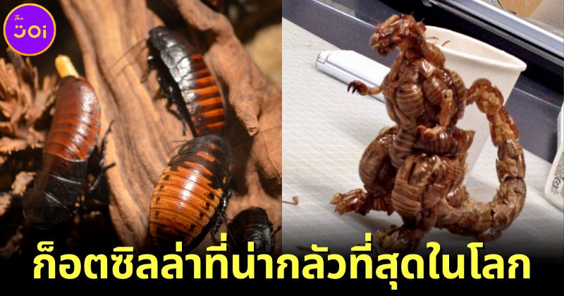 ชาวเน็ตแห่แชร์ภาพก็อตซิลล่าที่น่ากลัวที่สุดในชีวิต ทำจากเปลือกแมลงสาบ!
