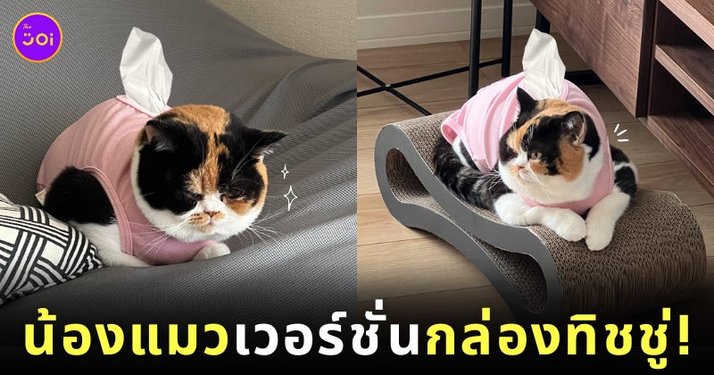 แมวสามสี แมวญี่ปุ่น บริติช ช็อตแฮร์ กล่องกระดาษทิชชู่