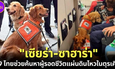 รู้จัก &Quot;เซียร่า-ซาฮาร่า&Quot; สุนัข K9 สุดน่ารักตัวแทนประเทศไทยไปปฏิบัติภารกิจค้นหาผู้รอดชีวิตจากแผ่นดินไหวตุรเคีย