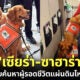 รู้จัก &Quot;เซียร่า-ซาฮาร่า&Quot; สุนัข K9 สุดน่ารักตัวแทนประเทศไทยไปปฏิบัติภารกิจค้นหาผู้รอดชีวิตจากแผ่นดินไหวตุรเคีย
