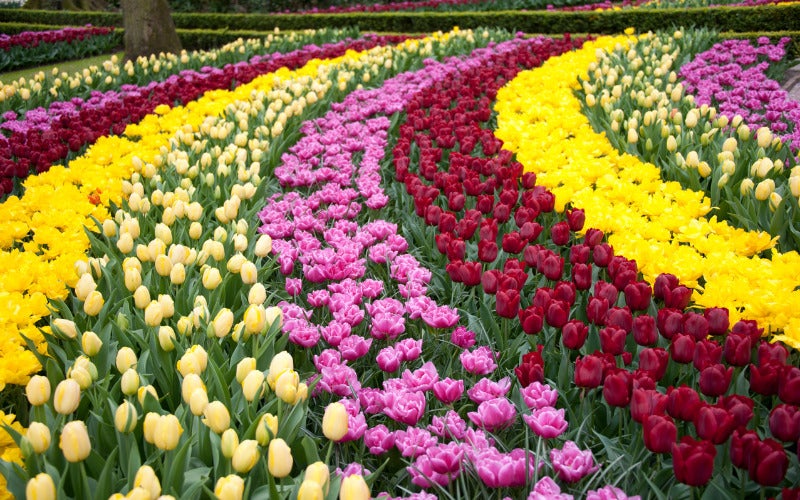 สวนดอกไม้เคอเคนฮอฟ Keukenhof สวนดอกไม้แห่งยุโรป ดินแดนทิวลิป เนเธอร์แลนด์ ภาพพื้นหลัง