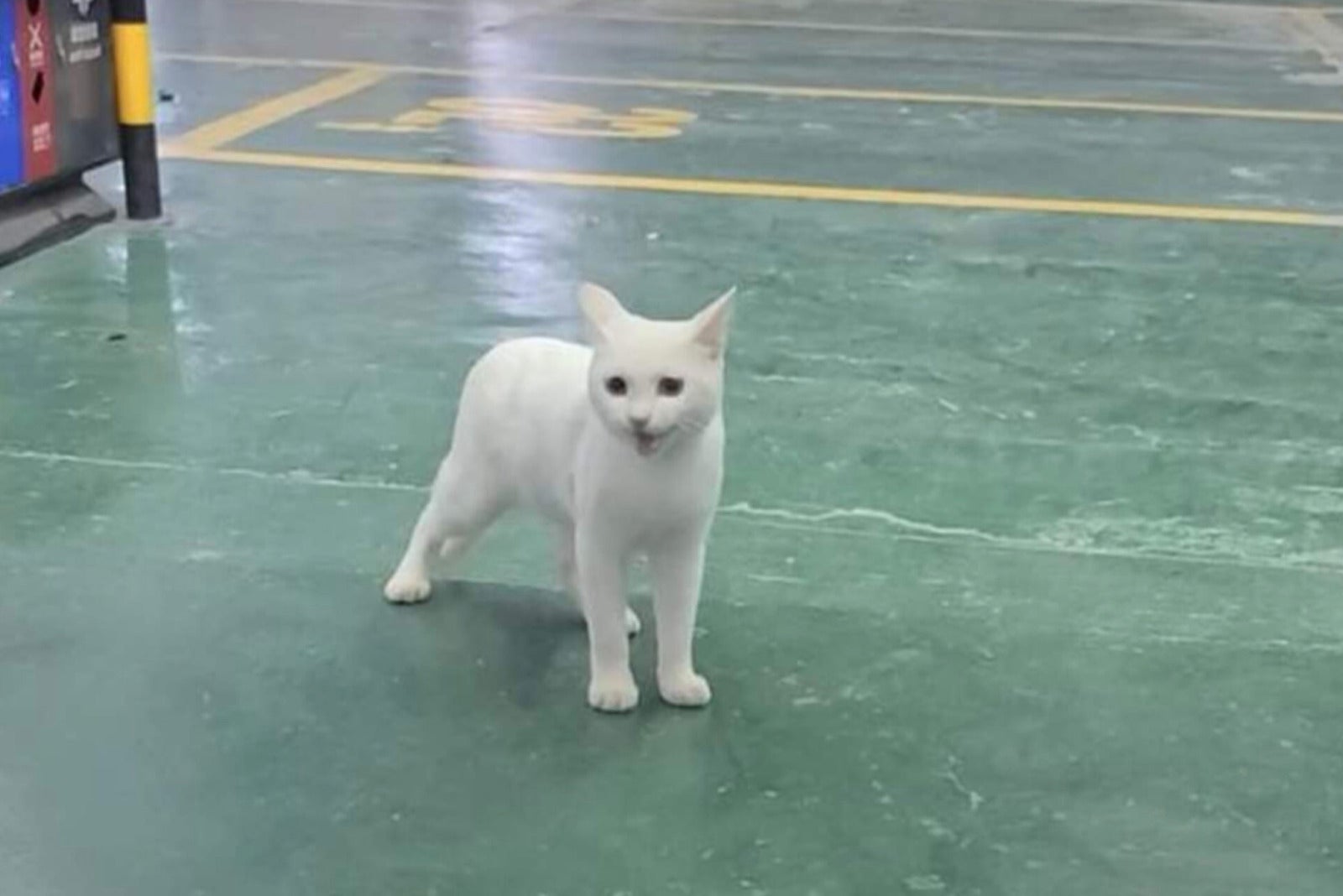 แมวขาว แมวเขียว ทาสแมว