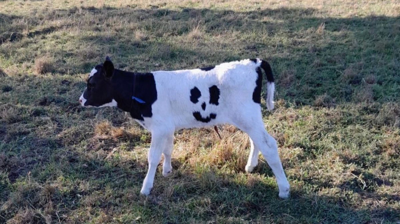 น้องวัวแฮปปี้ วัวลายหน้ายิ้ม 